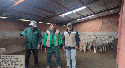 PROYECTO OVINO