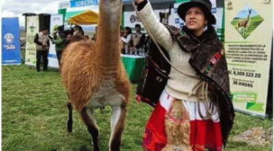 CON GRAN EXPECTATIVA SE REALIZÓ EL LANZAMIENTO DEL PROYECTO “MEJORAMIENTO DE CRIANZA DE LLAMAS EN LA LOCALIDAD DE RACCO”